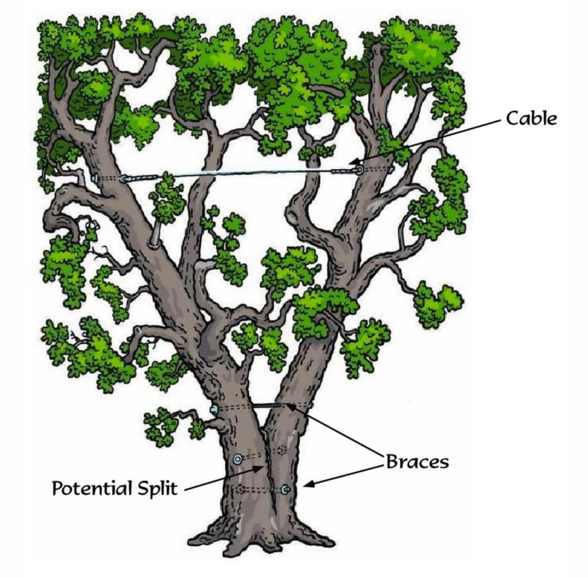 Tree Cabling, Bracing, and Other Support Systems