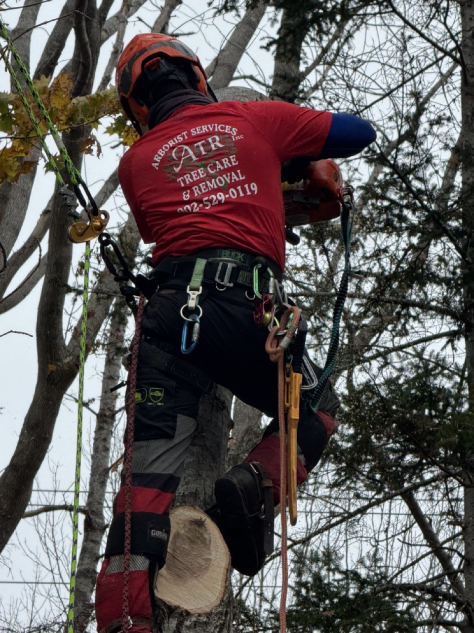 ISA-Certified Arborist in Nova Scotia