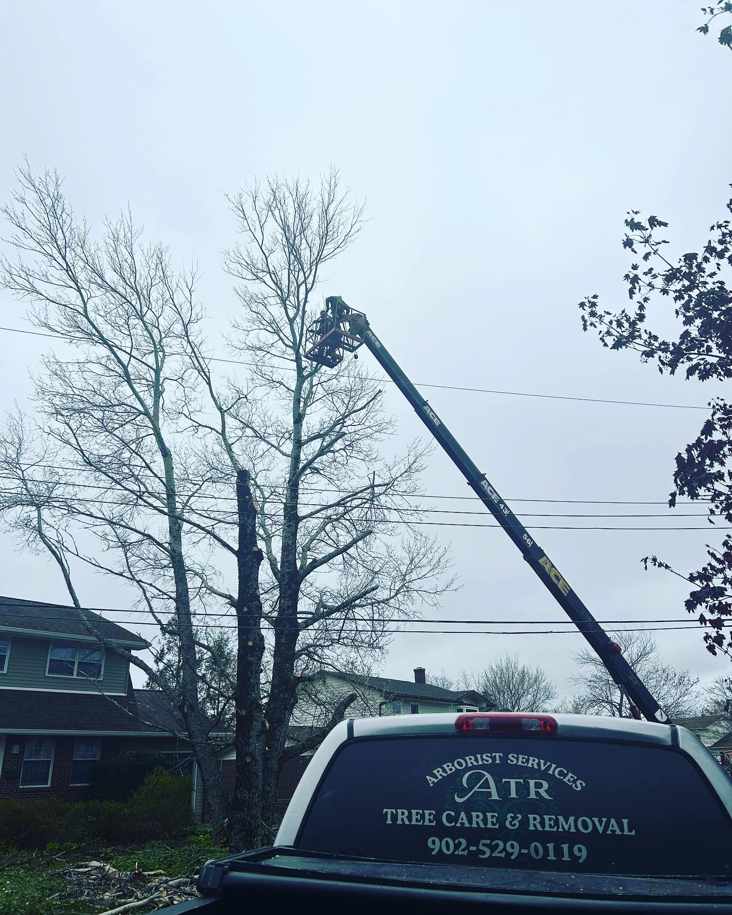 Tree Care Services in Nova Scotia